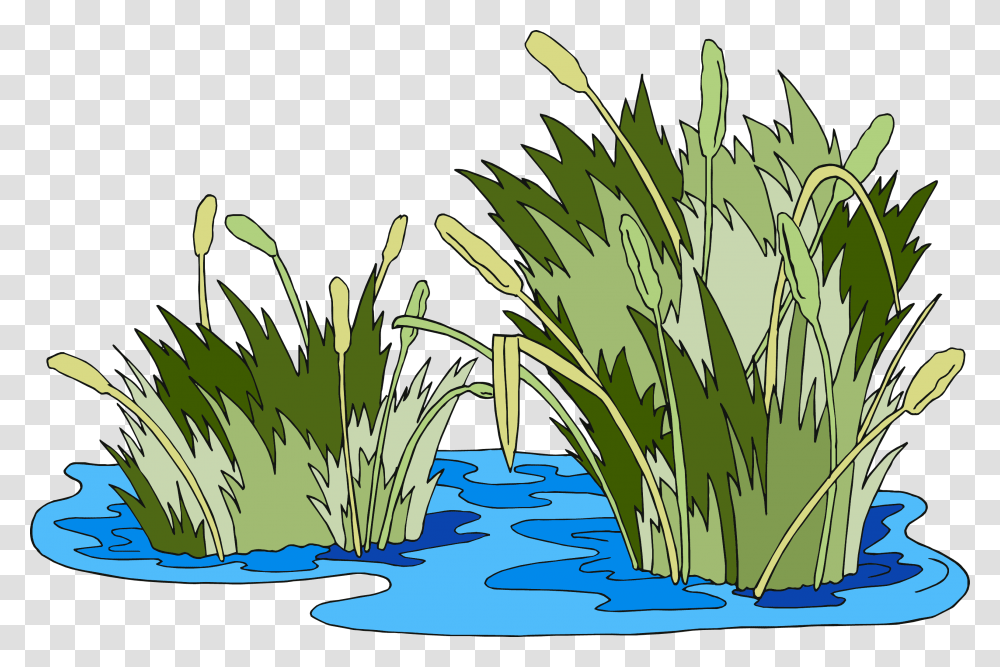 Swamp Vector Marsh Grass Pantano, Plant, Flower, Blossom, Water Transparent Png
