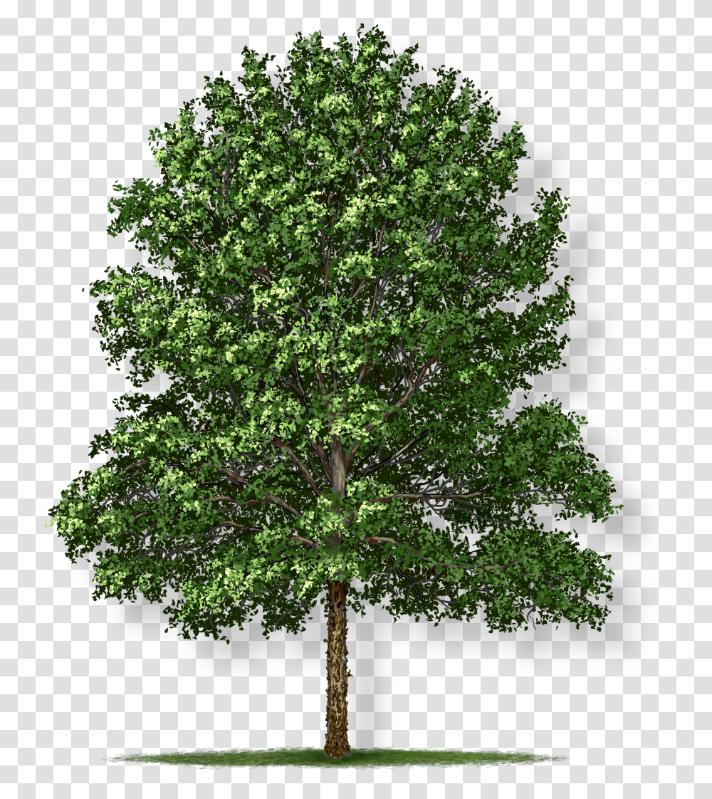Swamp White Oak, Tree, Plant, Maple, Jar Transparent Png