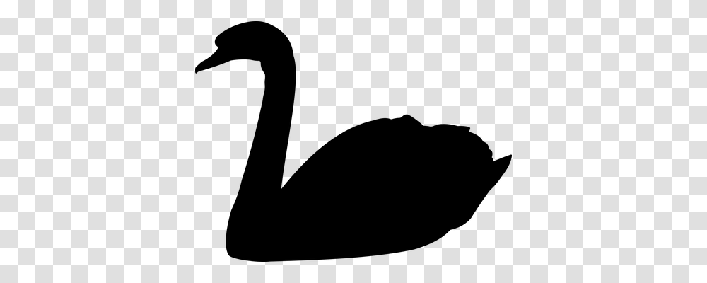 Swan Animals, Gray, World Of Warcraft Transparent Png