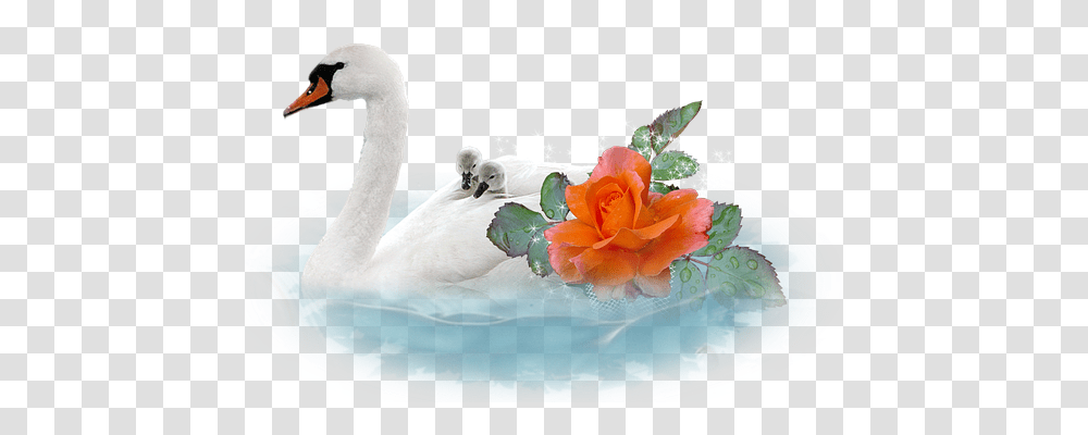 Swan Emotion, Flower, Plant, Blossom Transparent Png