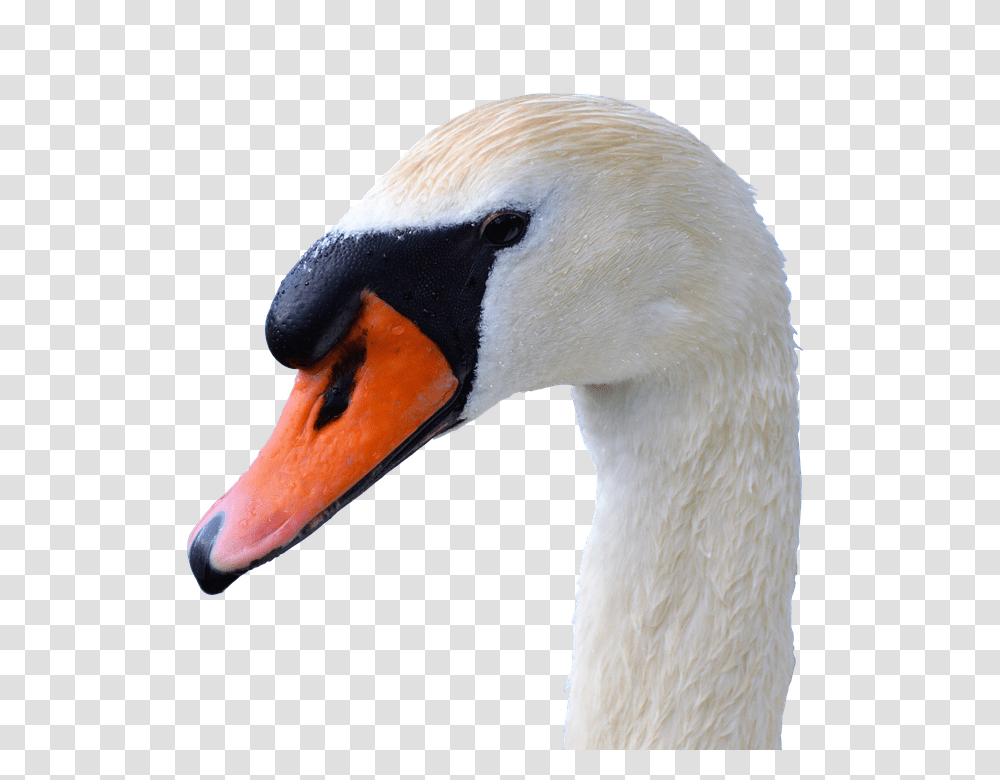 Swan 960, Animals, Bird, Beak Transparent Png