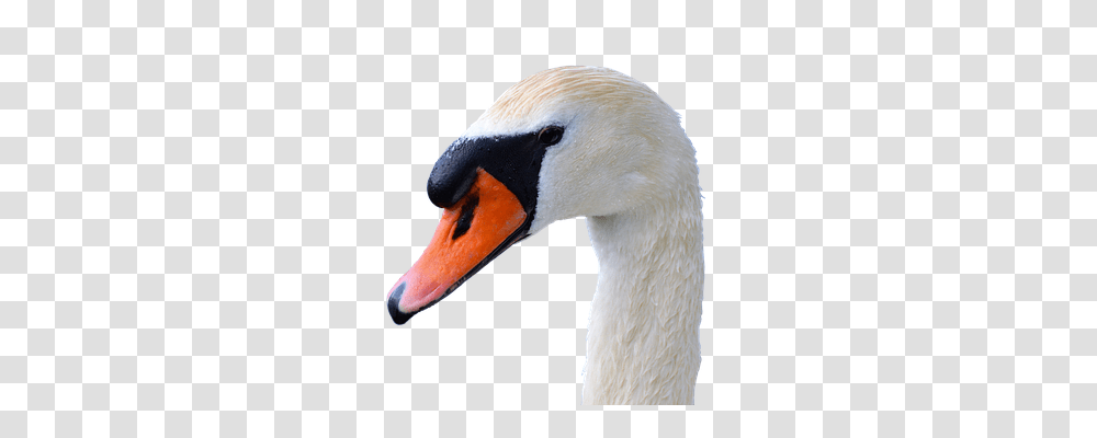 Swan Nature, Bird, Animal, Beak Transparent Png