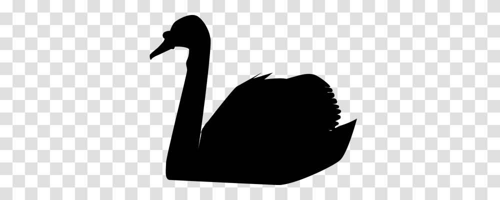 Swan Nature, Gray, World Of Warcraft Transparent Png