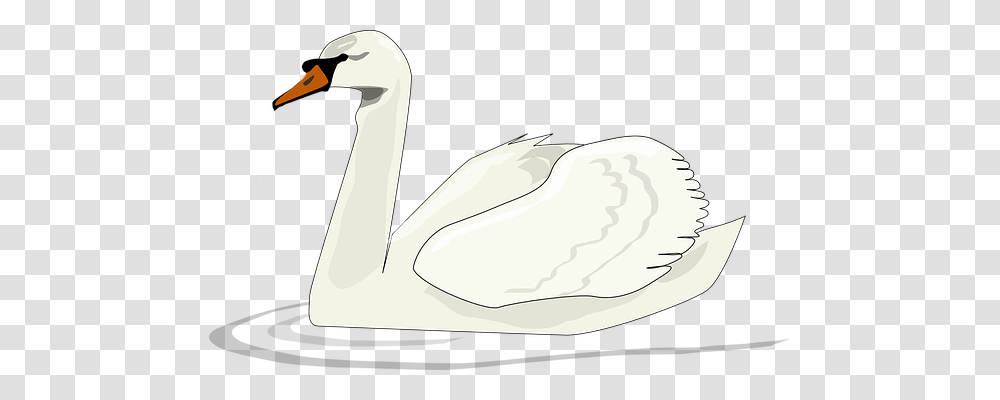 Swan Animals, Bird, Goose, Anseriformes Transparent Png