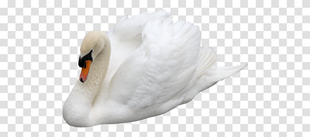 Swan, Animals, Bird, Beak, Goose Transparent Png