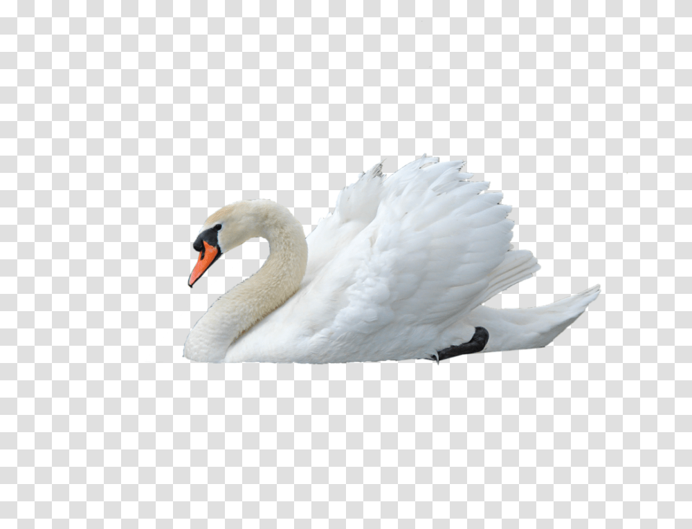 Swan, Animals, Bird, Beak, Pelican Transparent Png