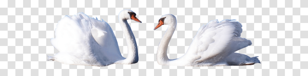 Swan, Animals, Bird, Beak, Penguin Transparent Png