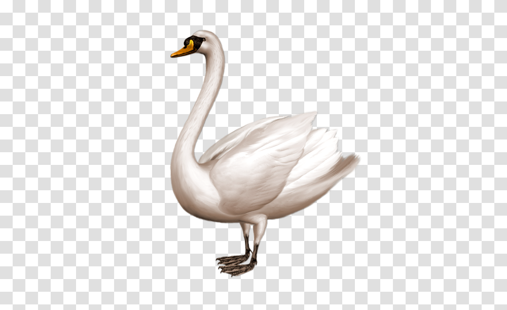 Swan, Animals, Bird, Beak Transparent Png