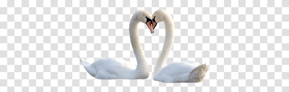 Swan, Animals, Bird, Beak, Waterfowl Transparent Png