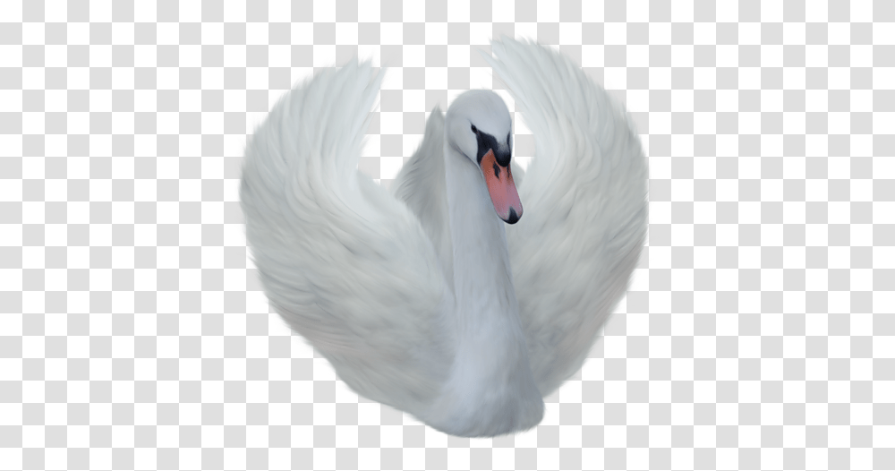 Swan, Animals, Bird, Chicken, Poultry Transparent Png