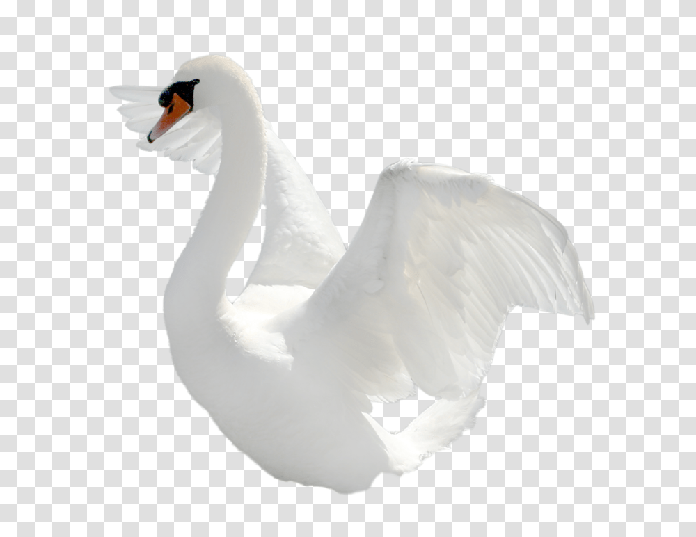 Swan, Animals, Bird, Crane Bird, Waterfowl Transparent Png