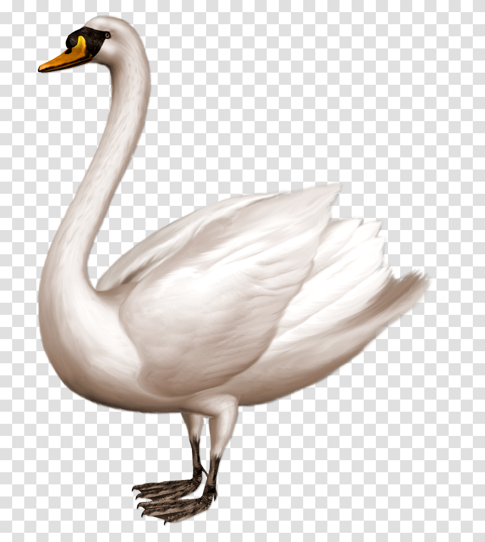 Swan, Animals, Bird, Flamingo, Beak Transparent Png