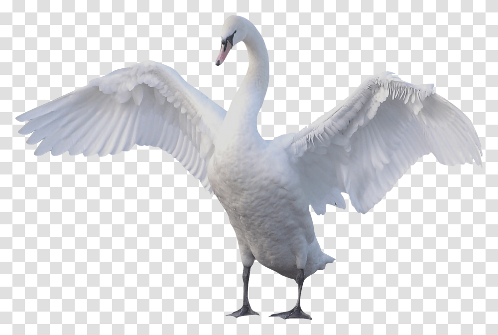 Swan, Animals, Bird, Goose, Anseriformes Transparent Png