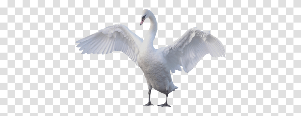 Swan, Animals, Bird, Goose, Anseriformes Transparent Png