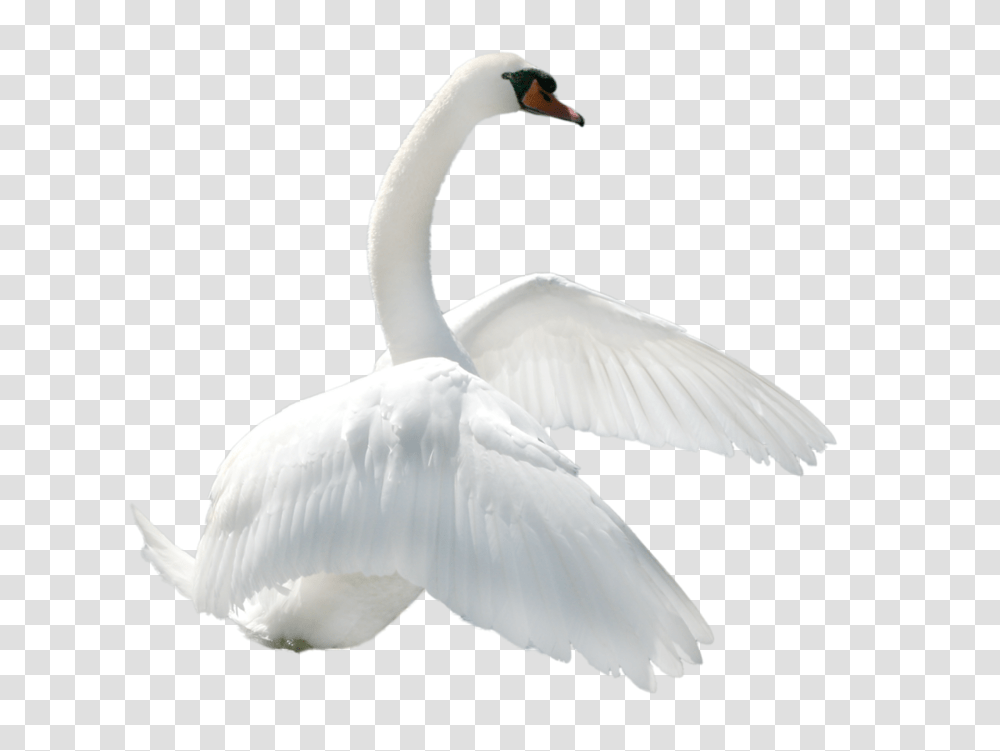 Swan, Animals, Bird, Goose, Anseriformes Transparent Png