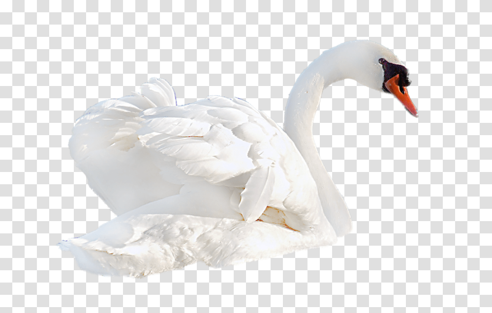 Swan, Animals, Bird, Goose, Anseriformes Transparent Png