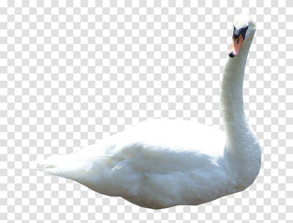 Swan, Animals, Bird, Goose, Peacock Transparent Png