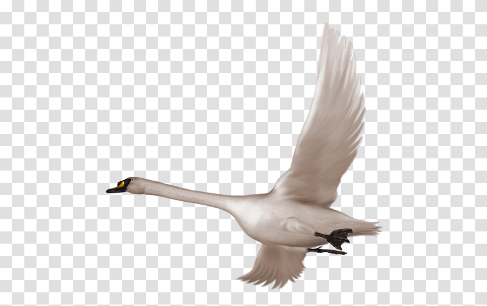 Swan, Animals, Bird, Goose, Person Transparent Png