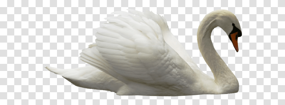 Swan, Animals, Bird, Goose Transparent Png