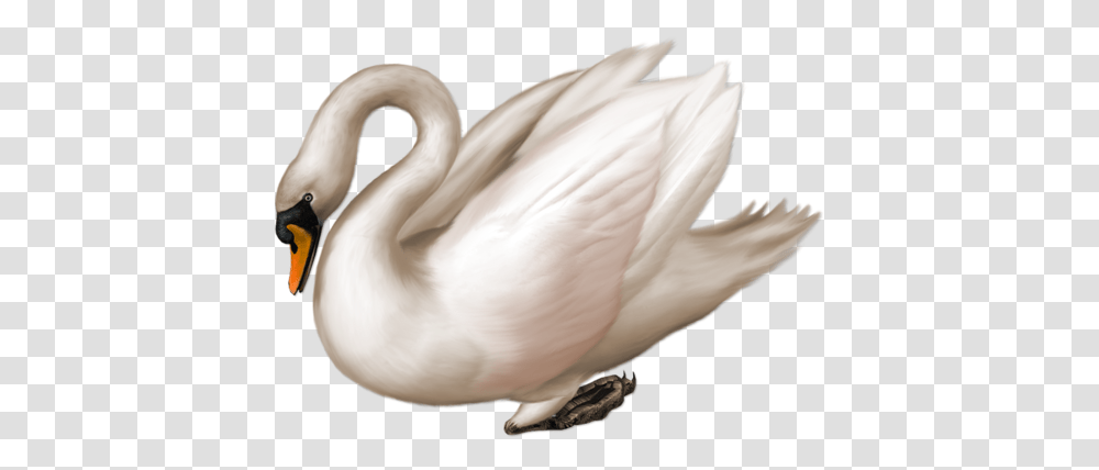 Swan, Animals, Bird, Goose Transparent Png