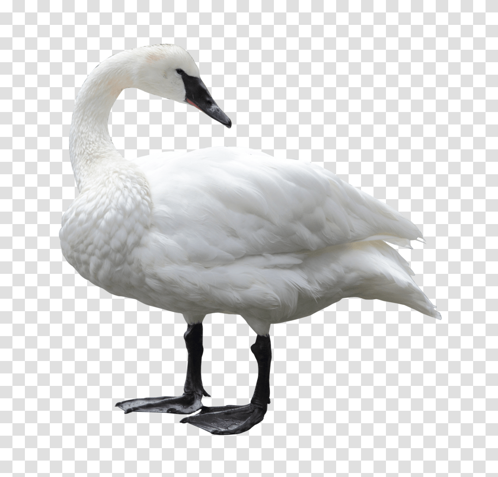 Swan, Animals, Bird, Goose Transparent Png