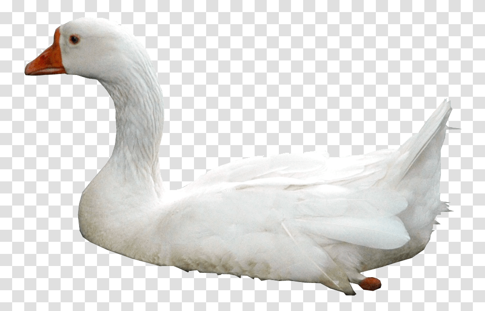 Swan, Animals, Bird, Goose, Waterfowl Transparent Png