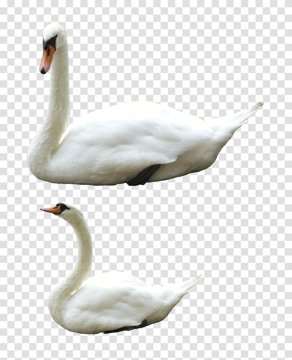 Swan, Animals, Bird, Goose, Waterfowl Transparent Png