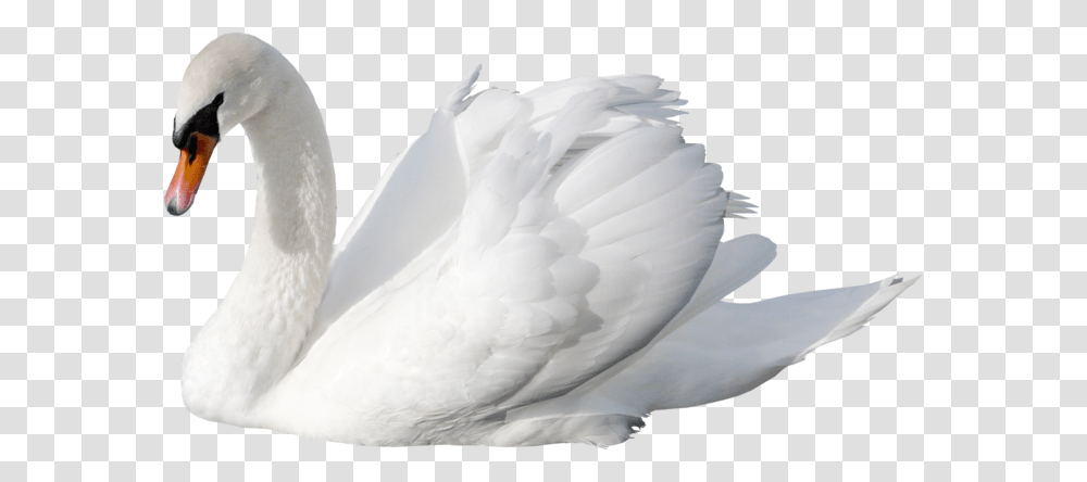 Swan, Animals, Bird, Penguin Transparent Png