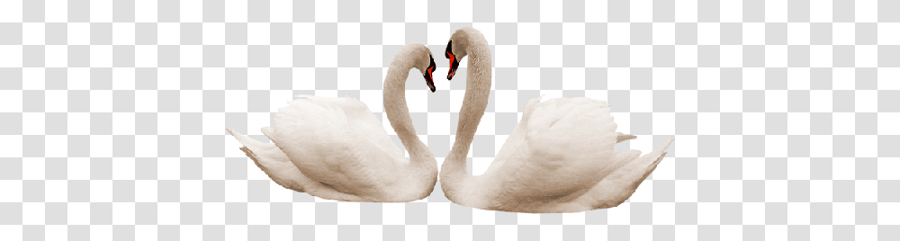 Swan, Animals, Bird Transparent Png