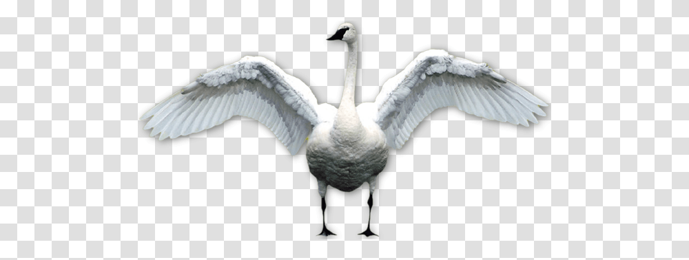 Swan, Animals, Bird Transparent Png