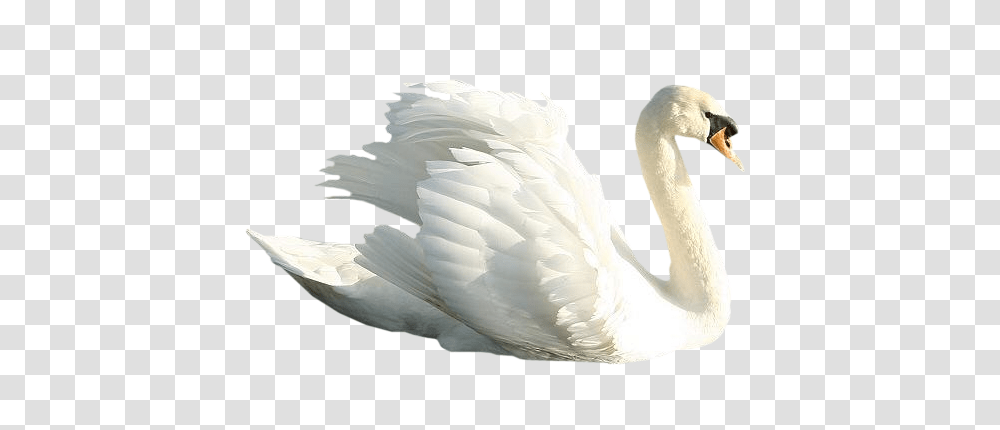 Swan, Animals, Bird Transparent Png