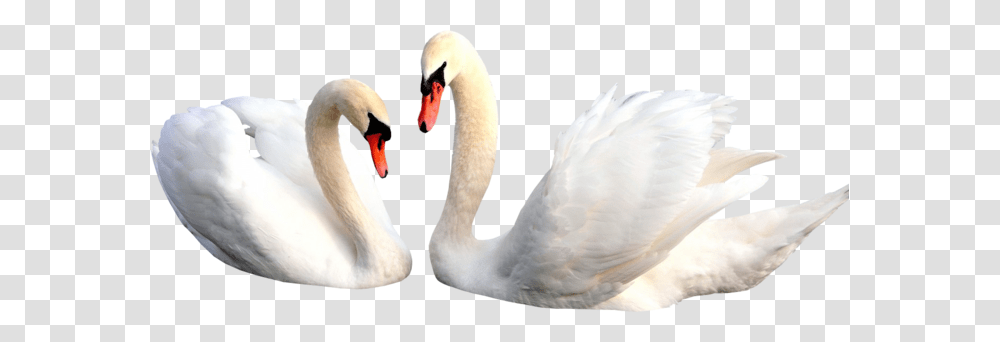 Swan, Animals, Bird Transparent Png