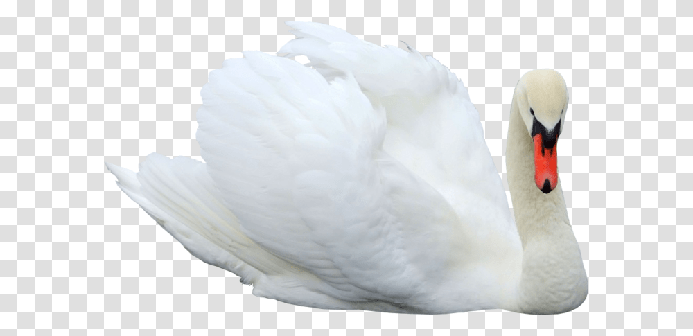 Swan, Animals, Bird Transparent Png