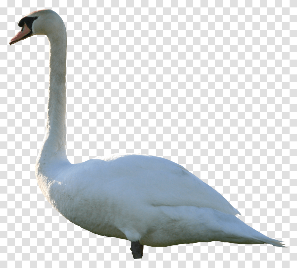 Swan, Animals, Bird Transparent Png