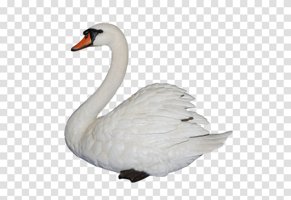 Swan, Animals, Bird Transparent Png