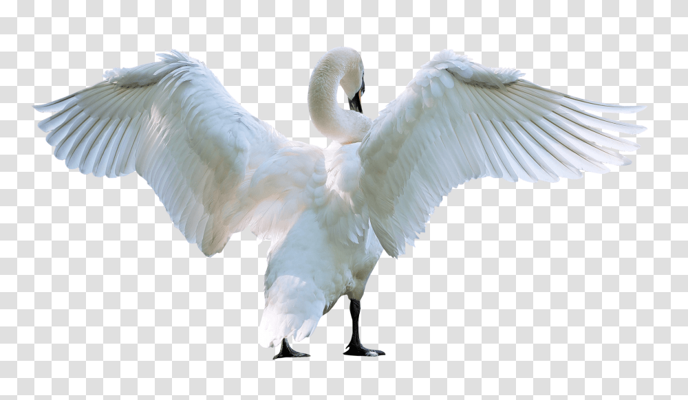 Swan, Animals, Bird Transparent Png