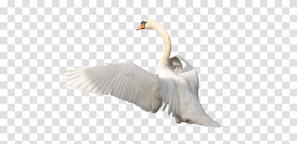 Swan, Animals, Bird Transparent Png