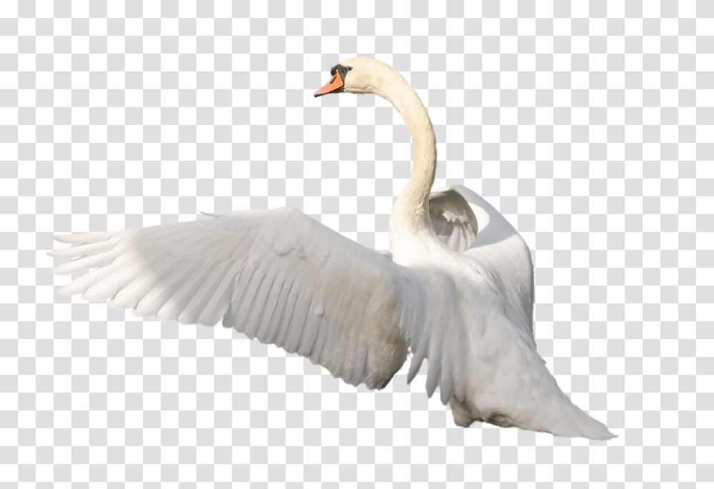 Swan, Animals, Bird Transparent Png