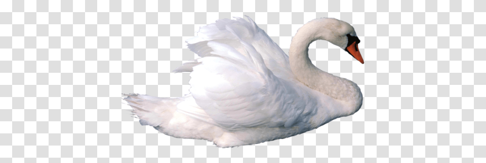 Swan, Animals, Bird Transparent Png