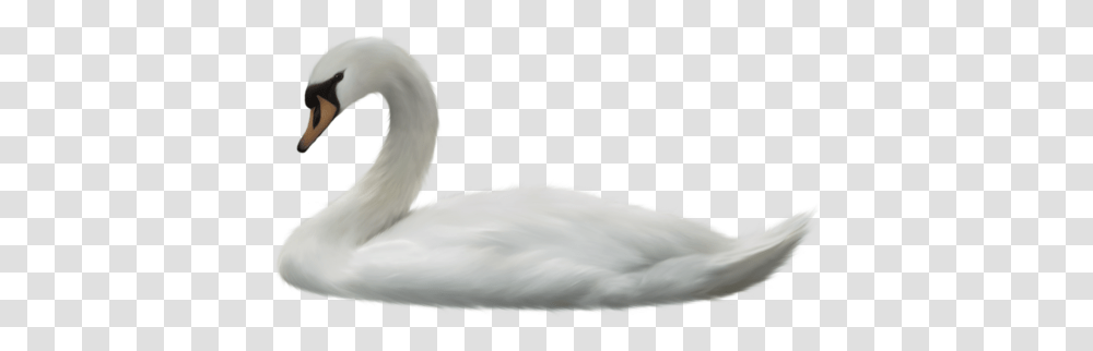 Swan, Animals, Bird, Waterfowl, Angora Transparent Png