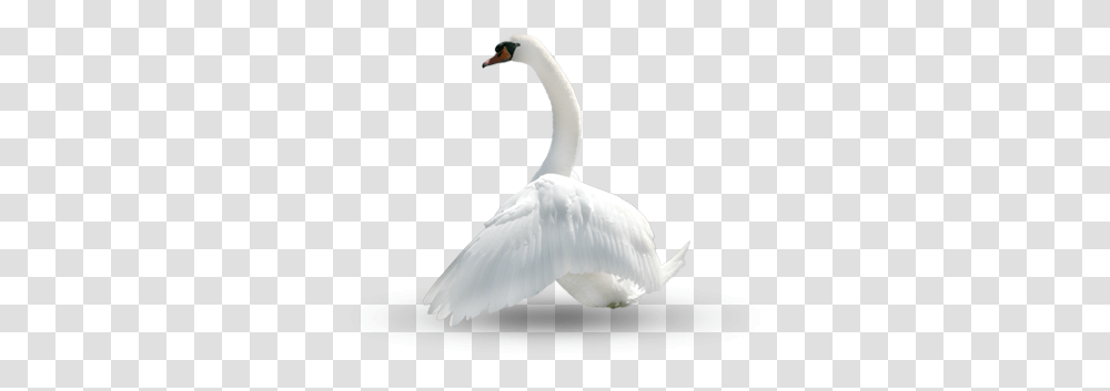 Swan, Animals, Bird, Waterfowl, Anseriformes Transparent Png