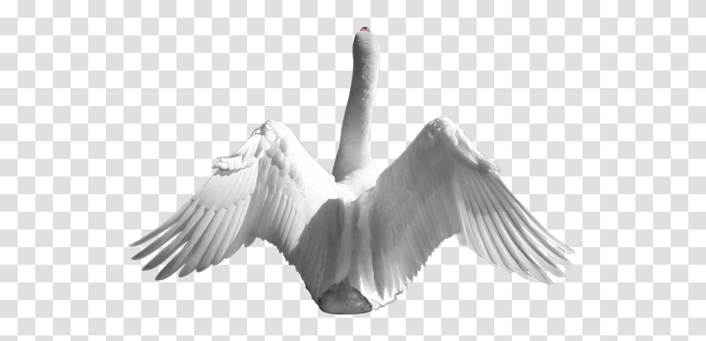 Swan, Animals, Bird, Waterfowl, Anseriformes Transparent Png