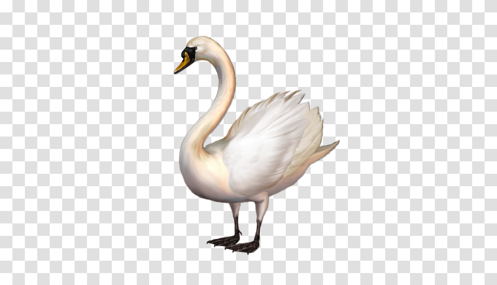 Swan, Animals, Bird, Waterfowl, Anseriformes Transparent Png