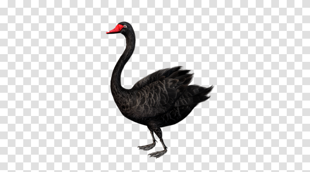 Swan, Animals, Bird, Waterfowl, Beak Transparent Png