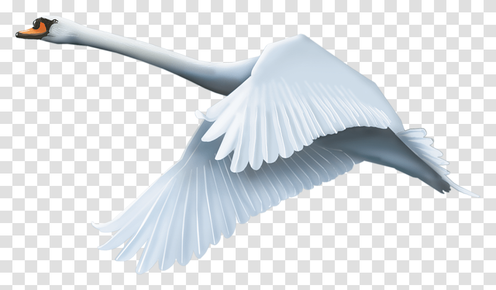 Swan, Animals, Bird, Waterfowl, Dove Transparent Png