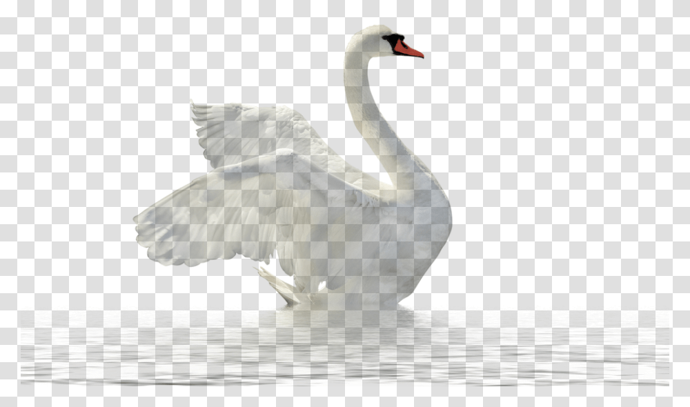 Swan, Animals, Bird, Waterfowl, Flamingo Transparent Png