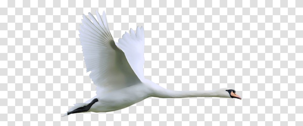 Swan, Animals, Bird, Waterfowl, Flying Transparent Png