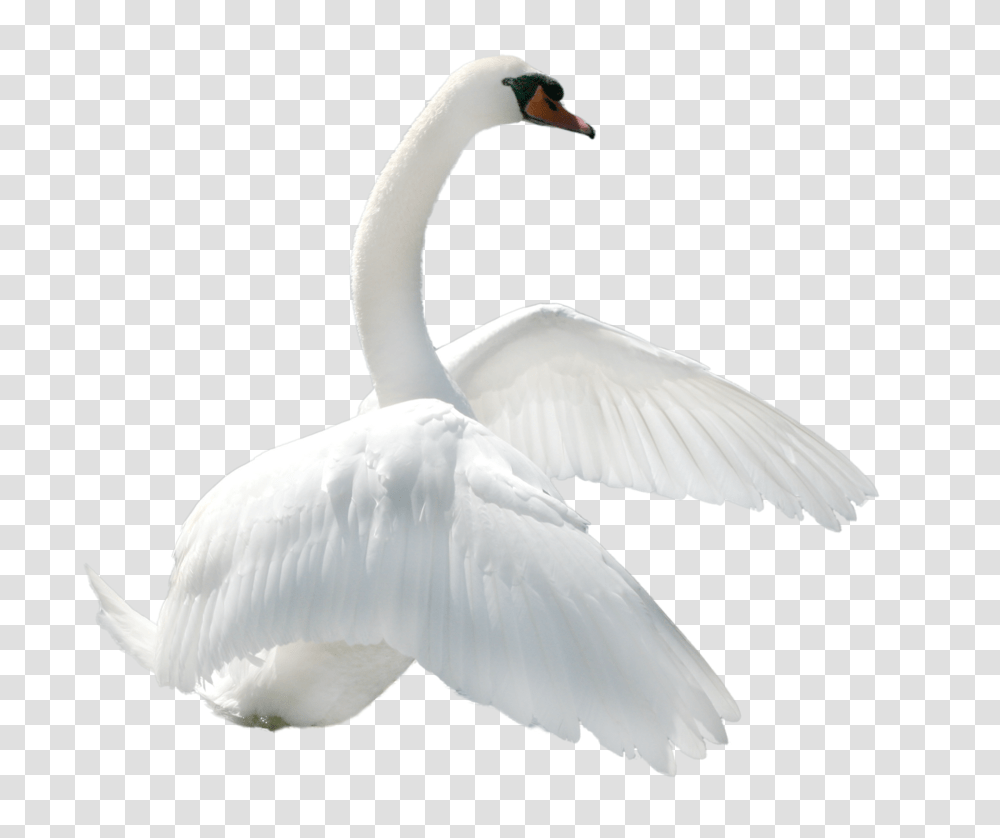 Swan, Animals, Bird, Waterfowl, Goose Transparent Png