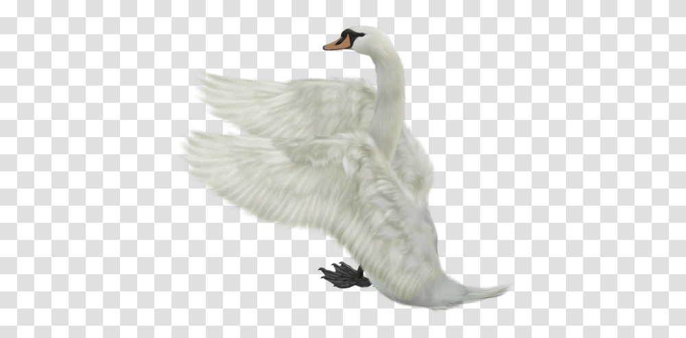 Swan, Animals, Bird, Waterfowl, Goose Transparent Png