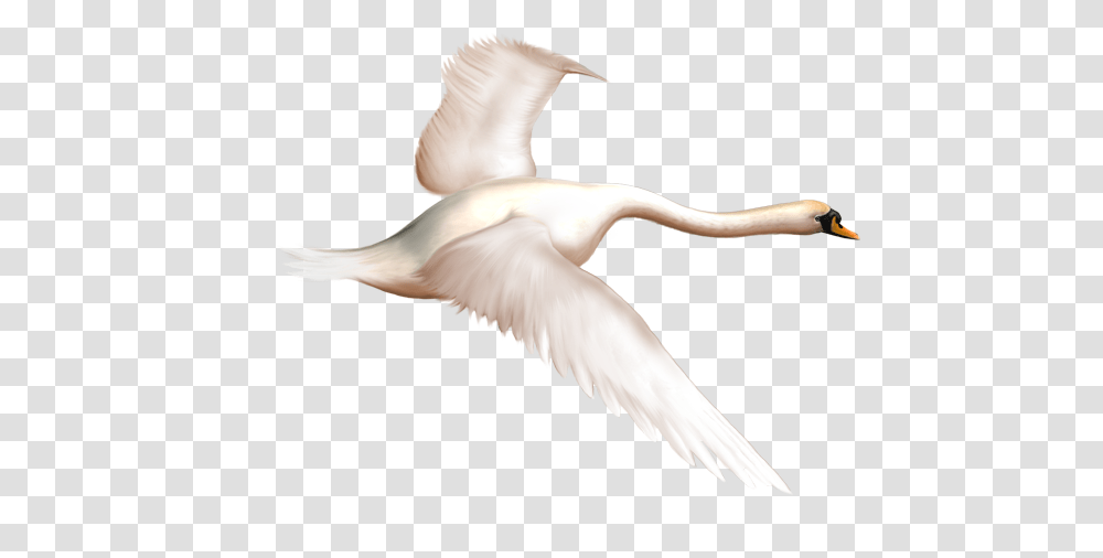 Swan, Animals, Bird, Waterfowl, Person Transparent Png